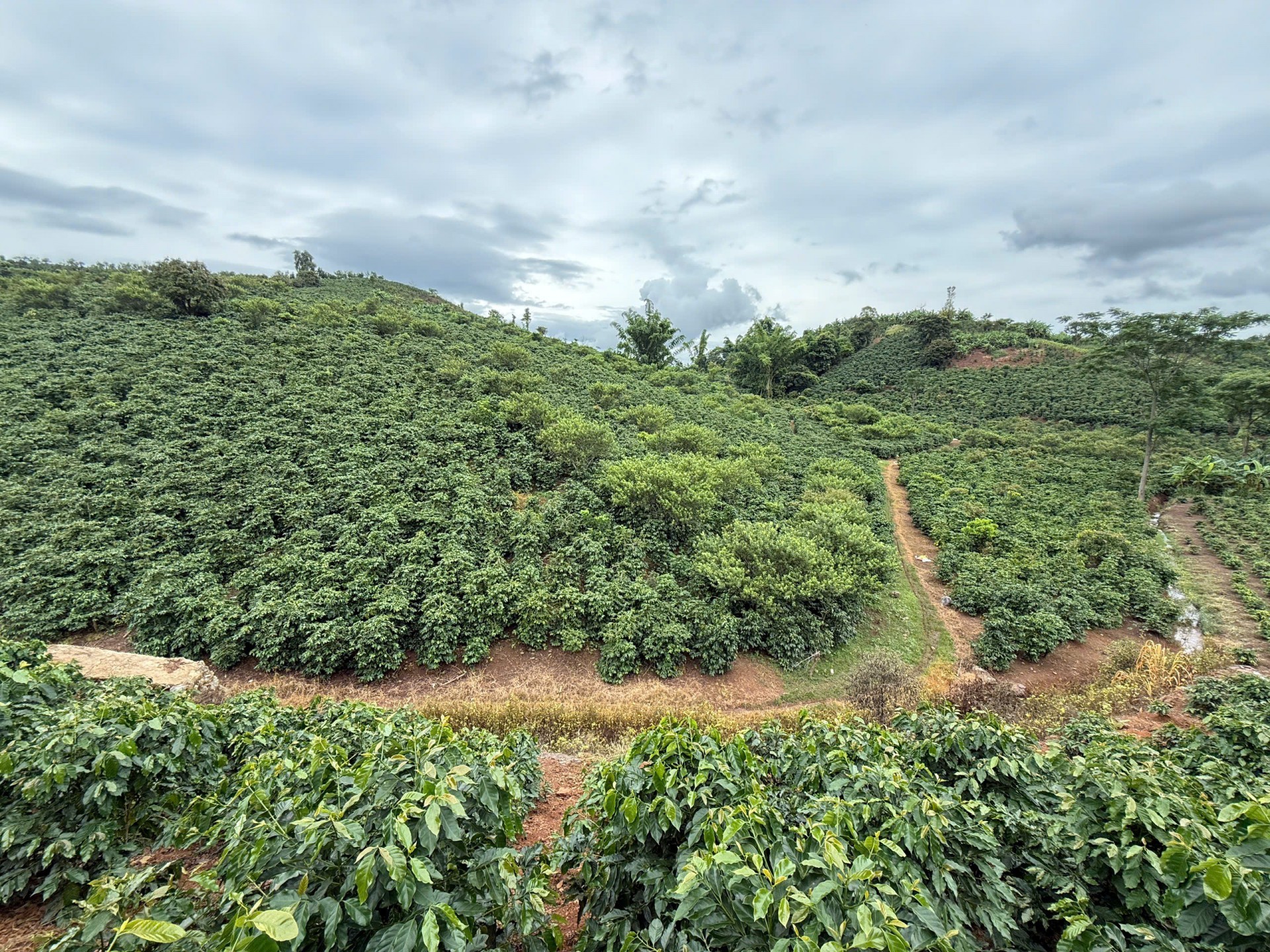 Arabica Son La: Building a coffee brand from the green value chain Arabica Son La: Building a coffee brand from the green value chain