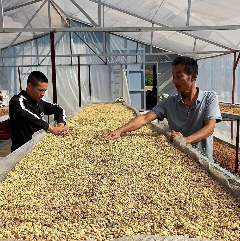 Arabica Son La: Building a coffee brand from the green value chain Arabica Son La: Building a coffee brand from the green value chain