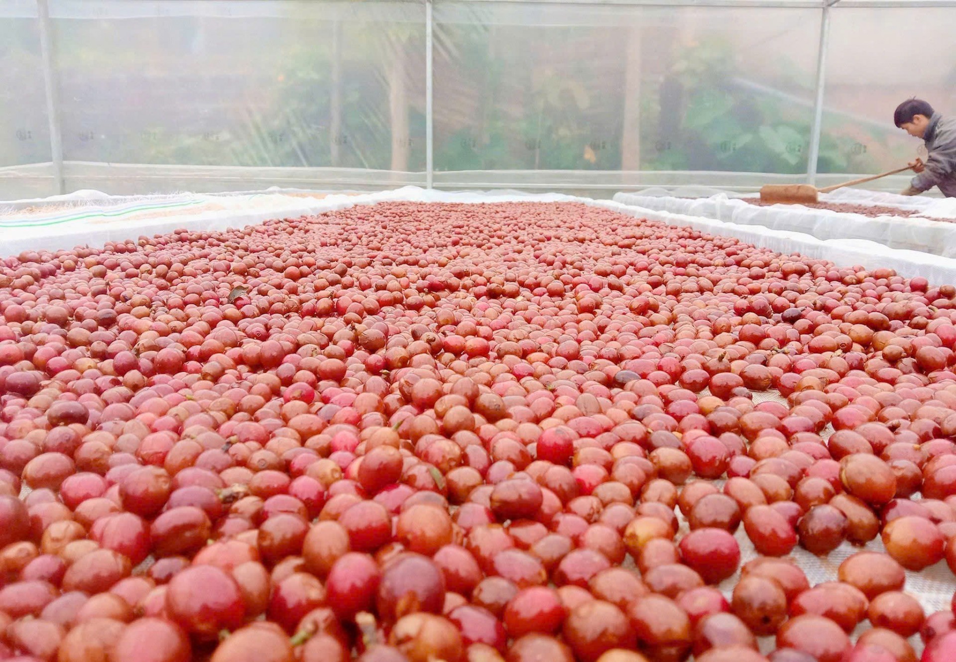 Arabica Son La: Building a coffee brand from the green value chain Arabica Son La: Building a coffee brand from the green value chain
