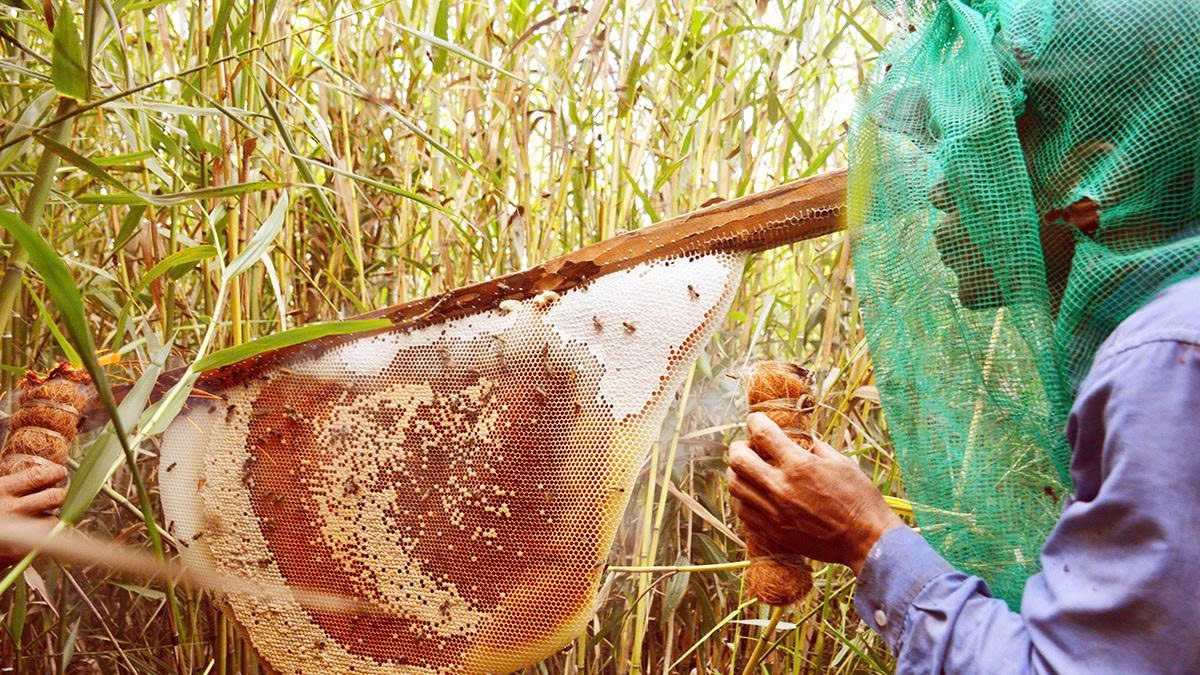 Ca Mau: Traditional professions that hold the soul of the earth at the end of heaven