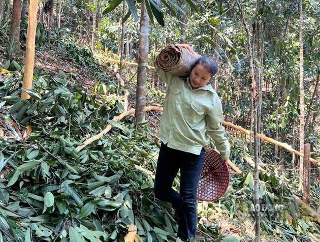 Hương quế Trà Bồng - dịu dàng lan xa, nâng bước sản phẩm OCOP 4 sao Hương quế Trà Bồng - dịu dàng lan xa, nâng bước sản phẩm OCOP 4 sao