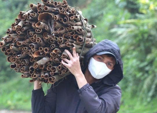 Hương quế Trà Bồng - dịu dàng lan xa, nâng bước sản phẩm OCOP 4 sao Hương quế Trà Bồng - dịu dàng lan xa, nâng bước sản phẩm OCOP 4 sao