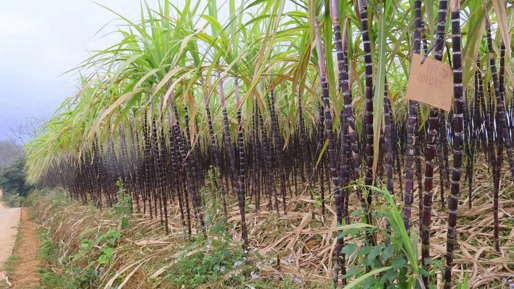 Ngọt lùi mía tím Mường Bi Ngọt lùi mía tím Mường Bi