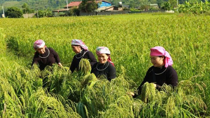 Hương cốm - Luồng sinh khí mới của người Tày