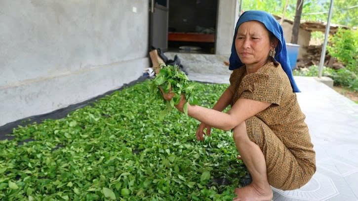Chè Tán Ma: Từ thức uống bản làng đến khát vọng OCOP Chè Tán Ma: Từ thức uống bản làng đến khát vọng OCOP