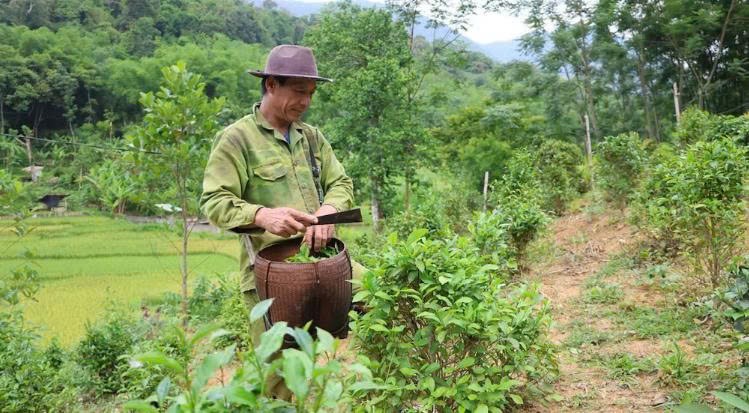Chè Tán Ma: Từ thức uống bản làng đến khát vọng OCOP Chè Tán Ma: Từ thức uống bản làng đến khát vọng OCOP
