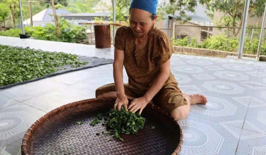 Chè Tán Ma: Từ thức uống bản làng đến khát vọng OCOP Chè Tán Ma: Từ thức uống bản làng đến khát vọng OCOP