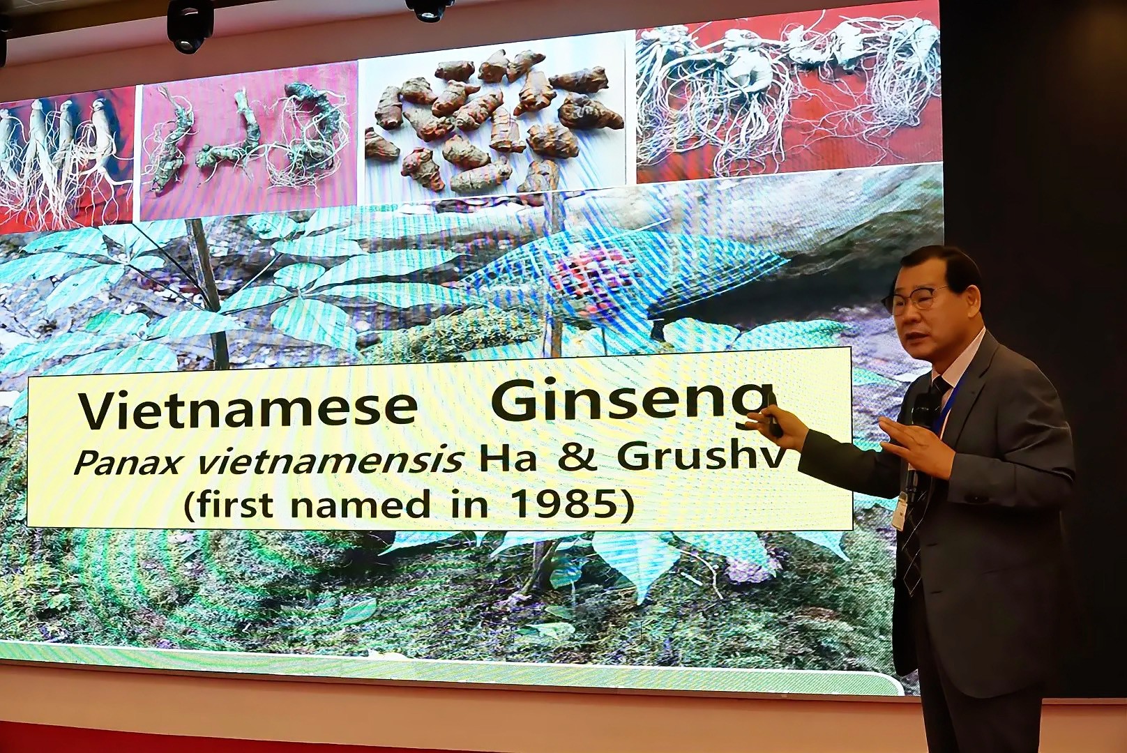 Gỡ “nút thắt” đưa sâm Ngọc Linh thành thương hiệu toàn cầu Gỡ “nút thắt” đưa sâm Ngọc Linh thành thương hiệu toàn cầu
