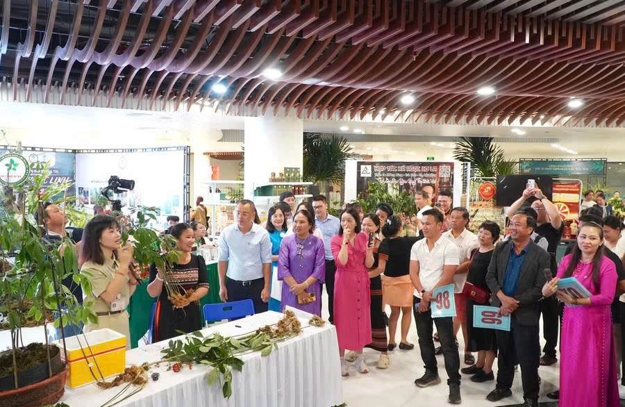 Cây sâm Ngọc Linh 35 tuổi được đấu giá 725 triệu đồng để làm từ thiện