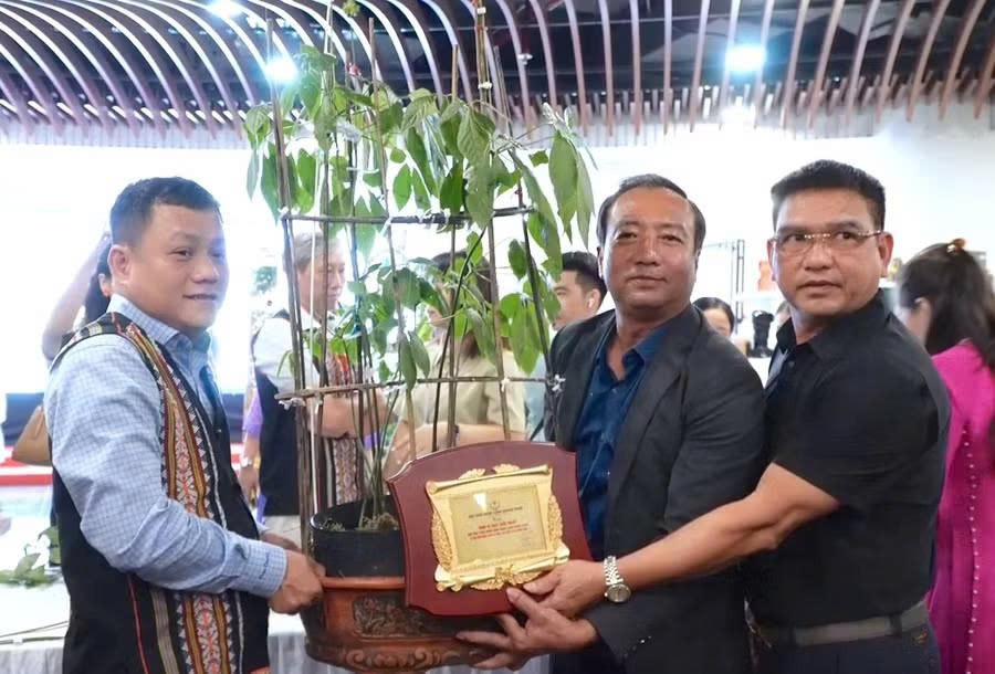 Cây sâm Ngọc Linh 35 tuổi được đấu giá 725 triệu đồng để làm từ thiện