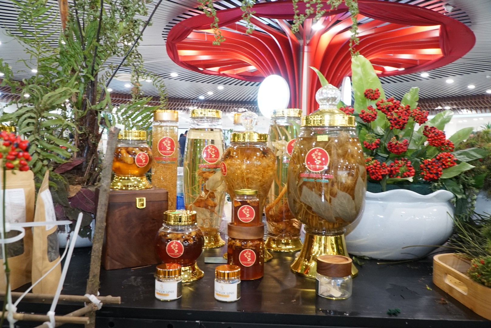 Chiến lược đưa sâm Ngọc Linh thoát mác 'giá trên trời'