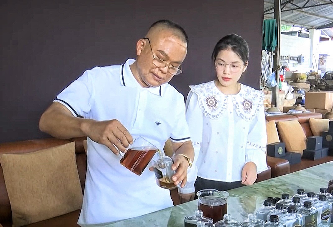 Sâm Ngọc Linh: Gieo mầm Sâm Ngọc Linh: Gieo mầm
