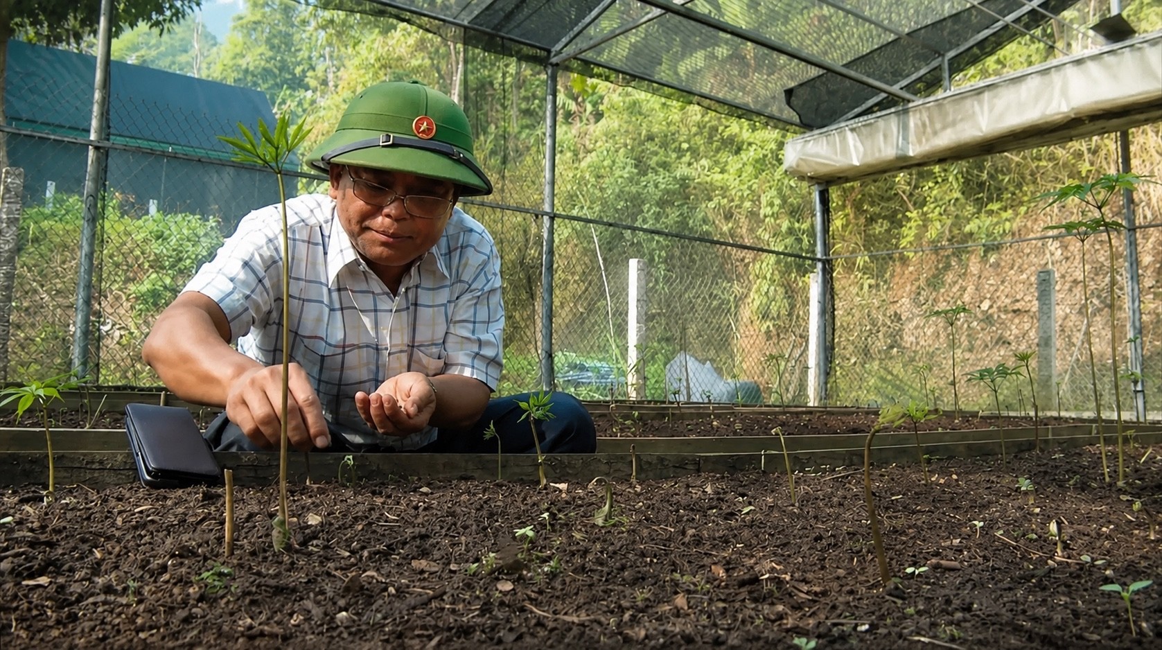Sâm Ngọc Linh: Gieo mầm Sâm Ngọc Linh: Gieo mầm