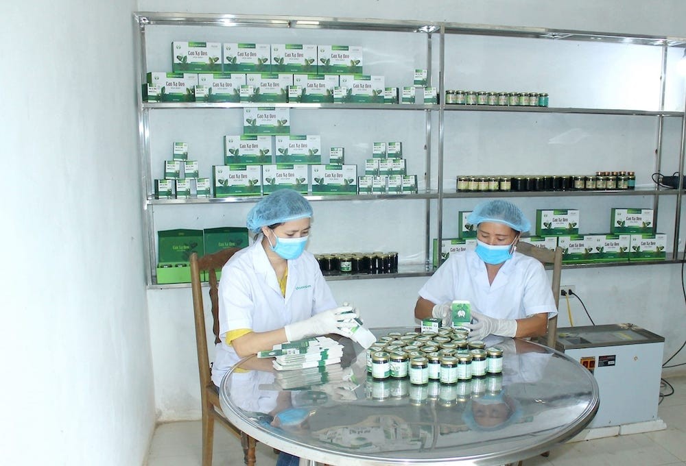 Chắt chiu tinh tuý từ cây thuốc xứ Mường