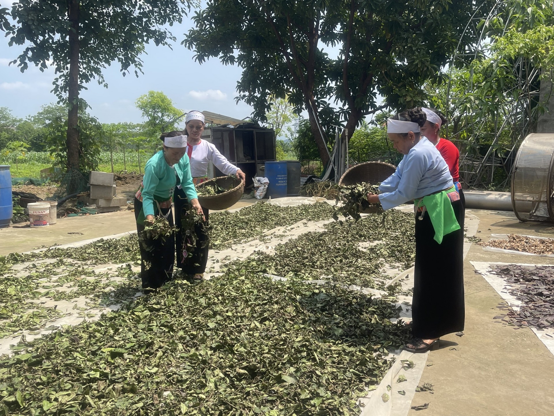Chắt chiu tinh tuý từ cây thuốc xứ Mường