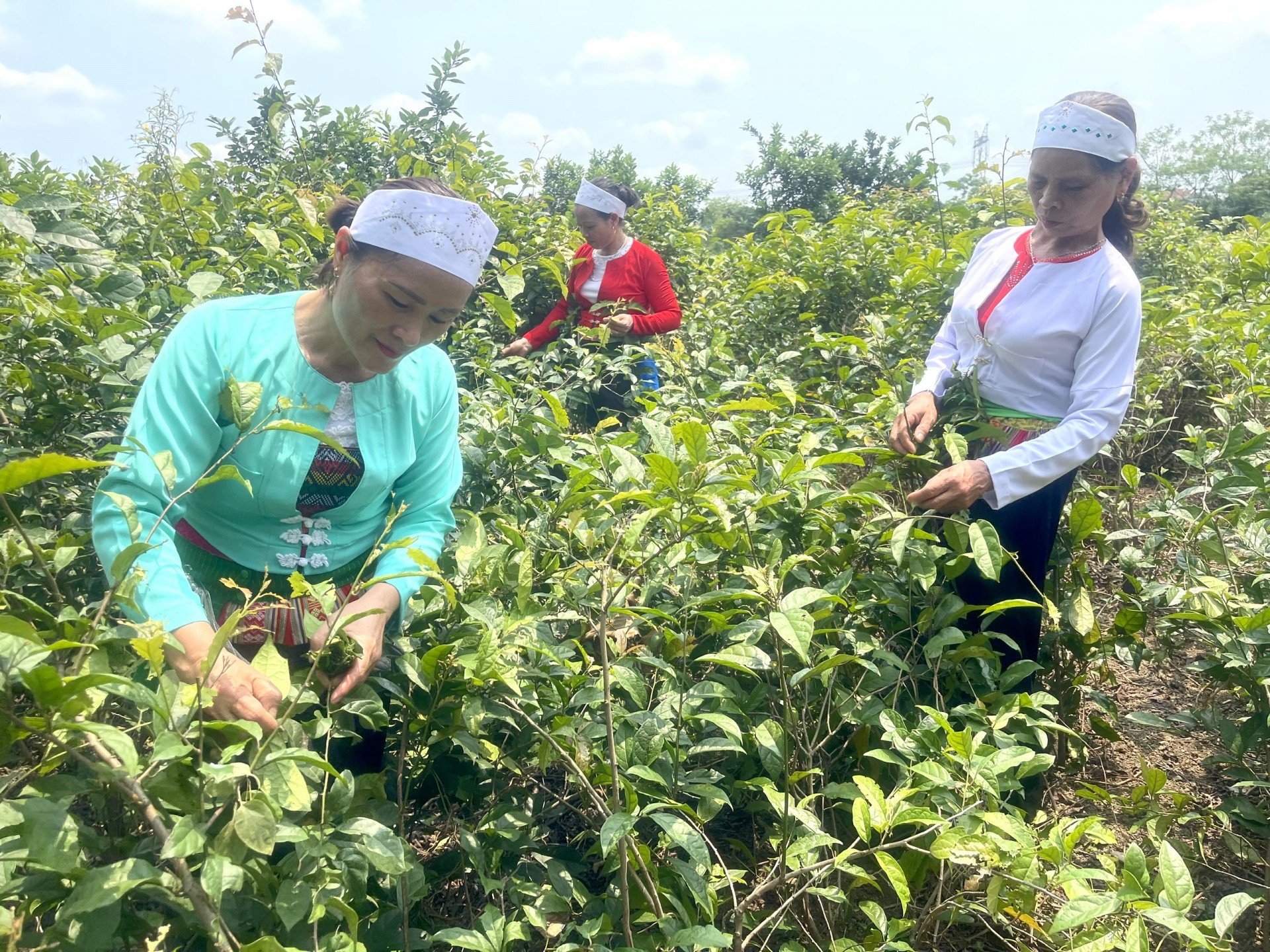 Chắt chiu tinh tuý từ cây thuốc xứ Mường