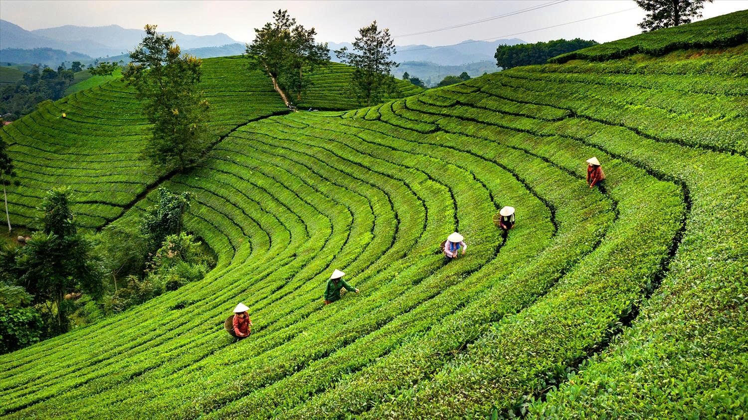Phú Thọ mở lối phát triển du lịch từ giá trị bản địa Phú Thọ mở lối phát triển du lịch từ giá trị bản địa