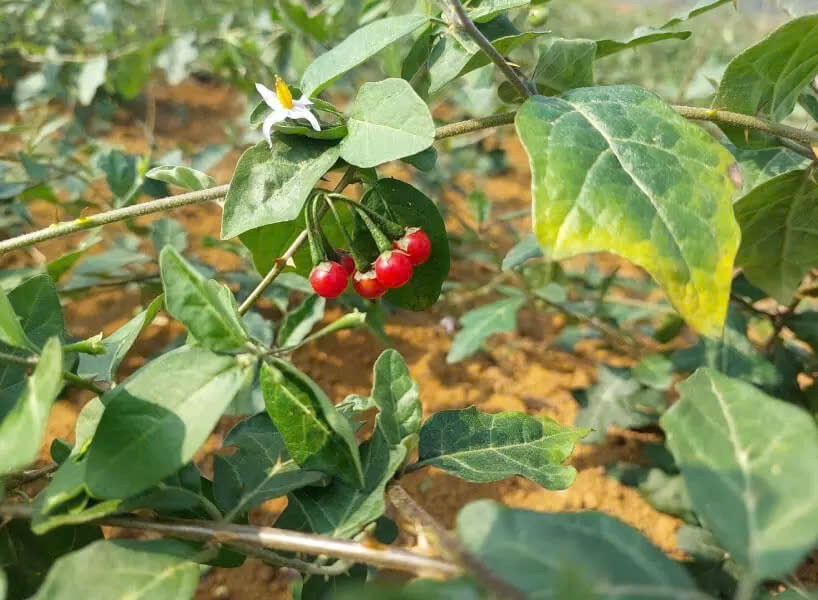 “Giọt đắng” giữ lá gan “Giọt đắng” giữ lá gan