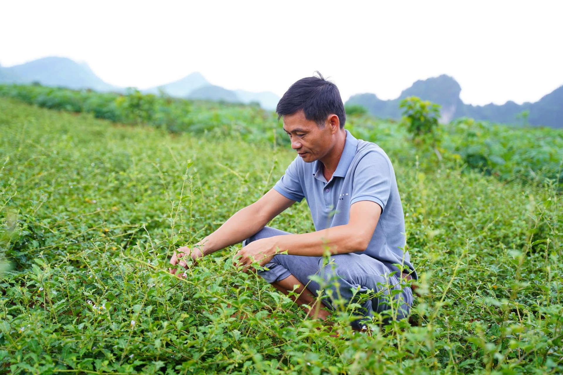 “Giọt đắng” giữ lá gan “Giọt đắng” giữ lá gan