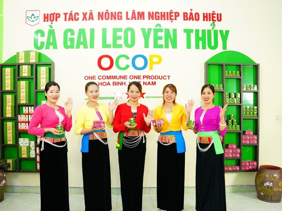 “Giọt đắng” giữ lá gan “Giọt đắng” giữ lá gan