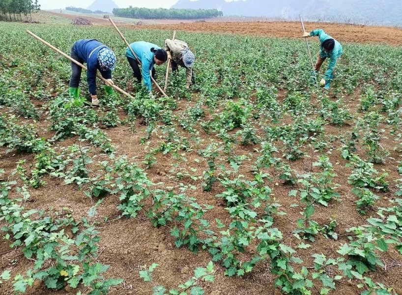 “Giọt đắng” giữ lá gan “Giọt đắng” giữ lá gan