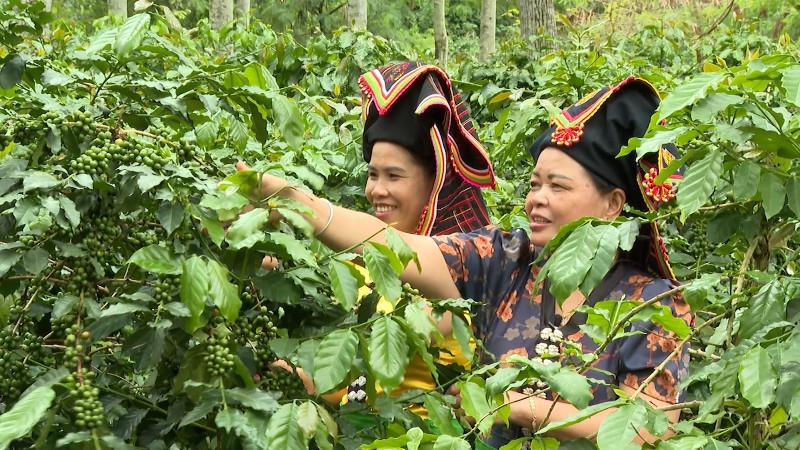 Điện Biên mở thêm dư địa phát triển nông nghiệp hàng hóa