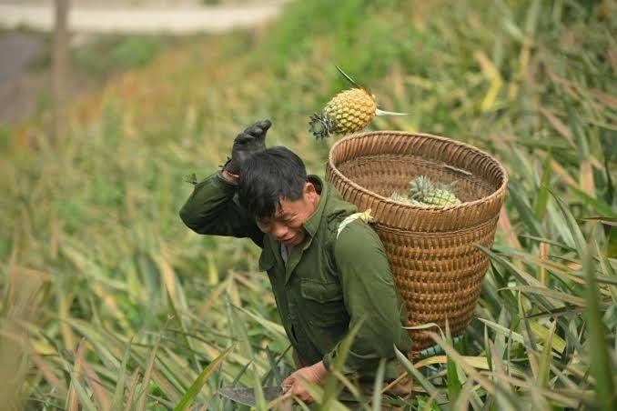Điện Biên mở thêm dư địa phát triển nông nghiệp hàng hóa