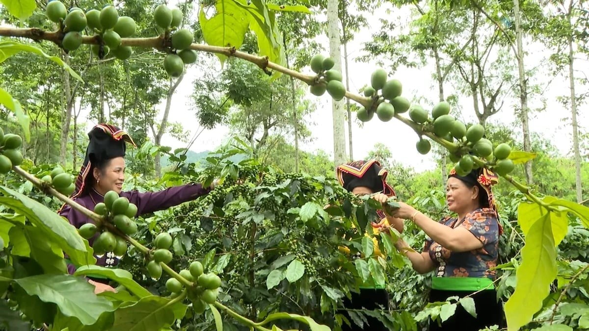 Điện Biên mở thêm dư địa phát triển nông nghiệp hàng hóa