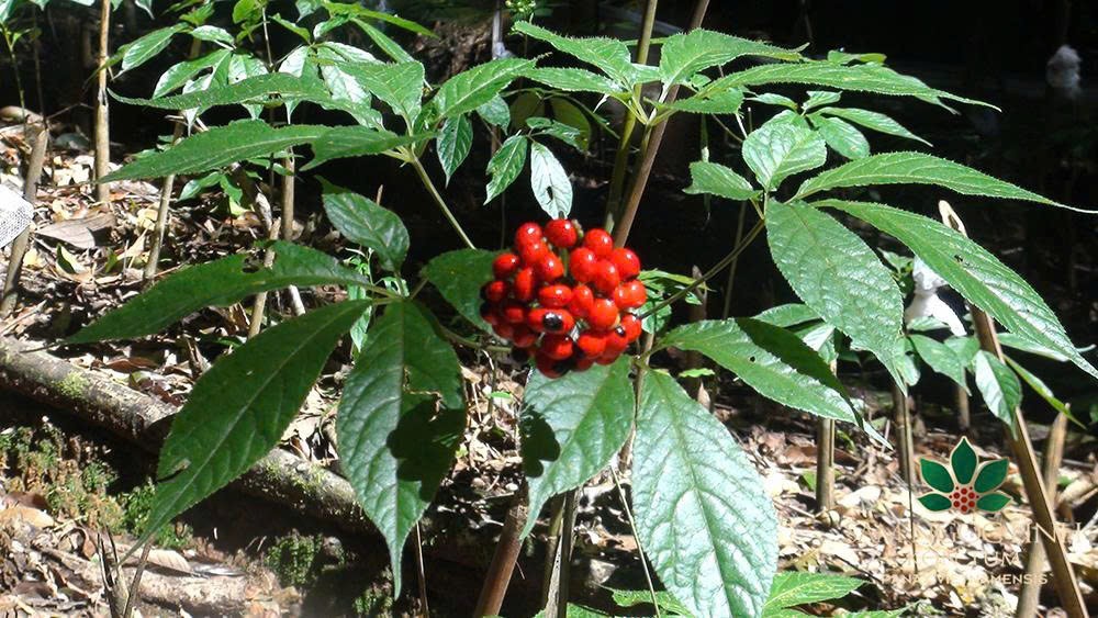 Thảo dược Việt Nam - Từ nguyên liệu thô đến ngành kinh tế tỷ USD