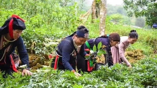 Thảo dược Việt Nam - Từ nguyên liệu thô đến ngành kinh tế tỷ USD