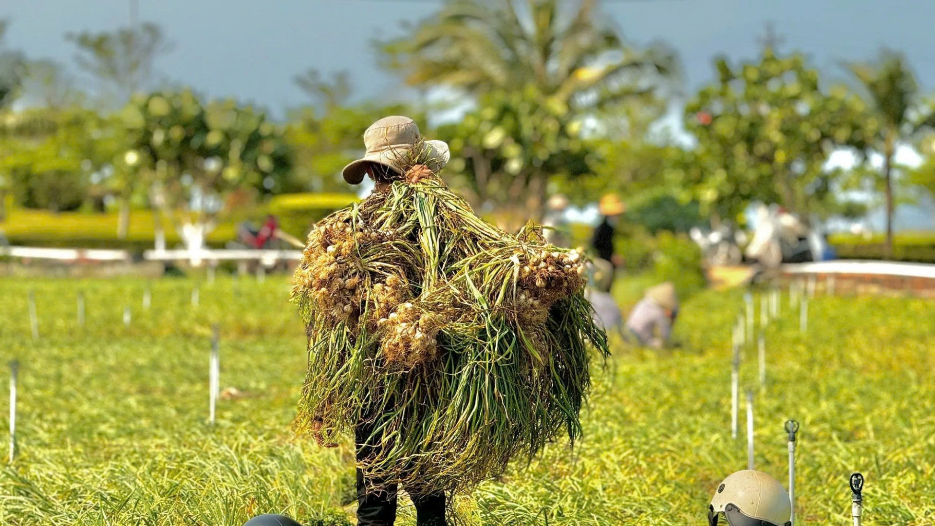 Theo dấu vị mặn miền Trung: Hành trình OCOP dọc dải đất nắng gió