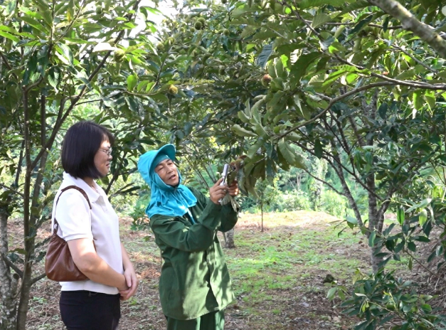 Mùa hạt dẻ trên những triền đồi Ngân Sơn (Thái Nguyên)