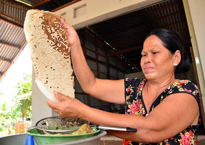 Mật ong U Minh: Giọt ngọt từ rừng tràm phương Nam