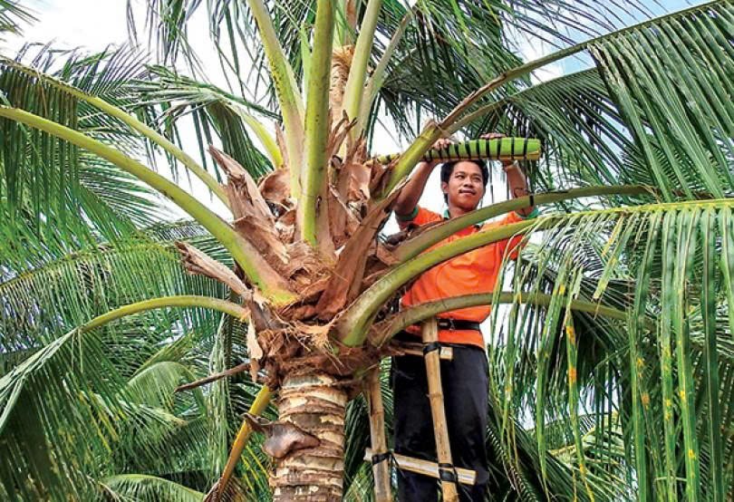 Mật hoa dừa Trà Vinh: Nâng tầm vị ngọt bản địa