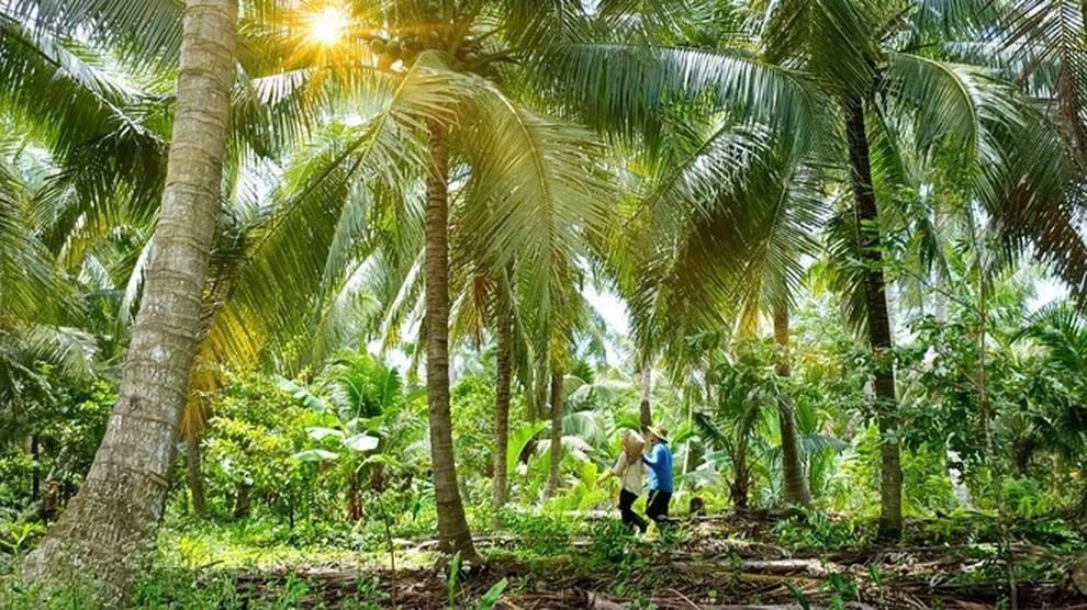 Kẹo dừa Bến Tre: Hành trình nâng tầm một đặc sản trăm năm Kẹo dừa Bến Tre: Hành trình nâng tầm một đặc sản trăm năm