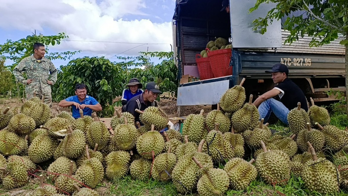 Krông Năng đưa sầu riêng và nông sản đặc trưng đến gần với du khách