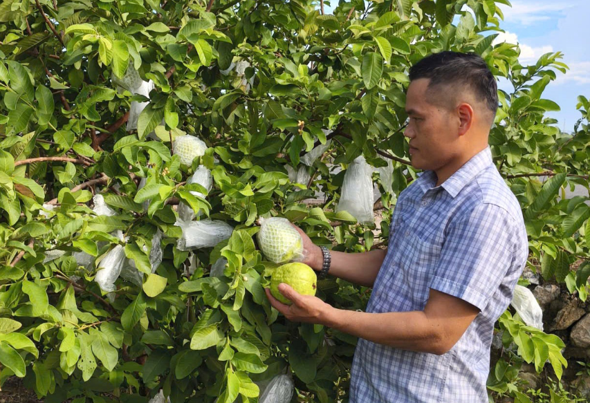 Ổi lê Di Trạch giữ vị giòn ngọt, vươn lên chuẩn OCOP 4 sao Ổi lê Di Trạch giữ vị giòn ngọt, vươn lên chuẩn OCOP 4 sao