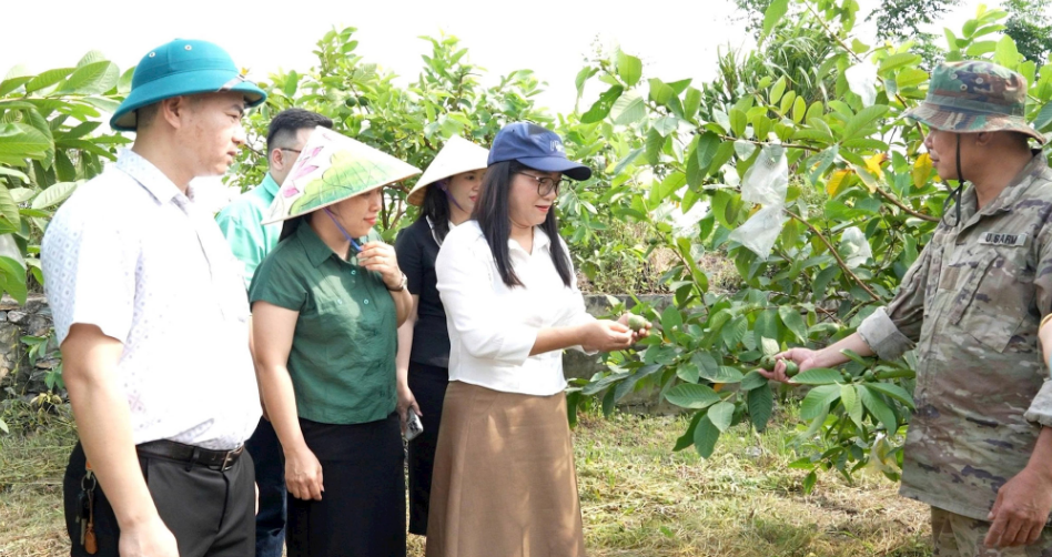 Ổi lê Di Trạch giữ vị giòn ngọt, vươn lên chuẩn OCOP 4 sao Ổi lê Di Trạch giữ vị giòn ngọt, vươn lên chuẩn OCOP 4 sao