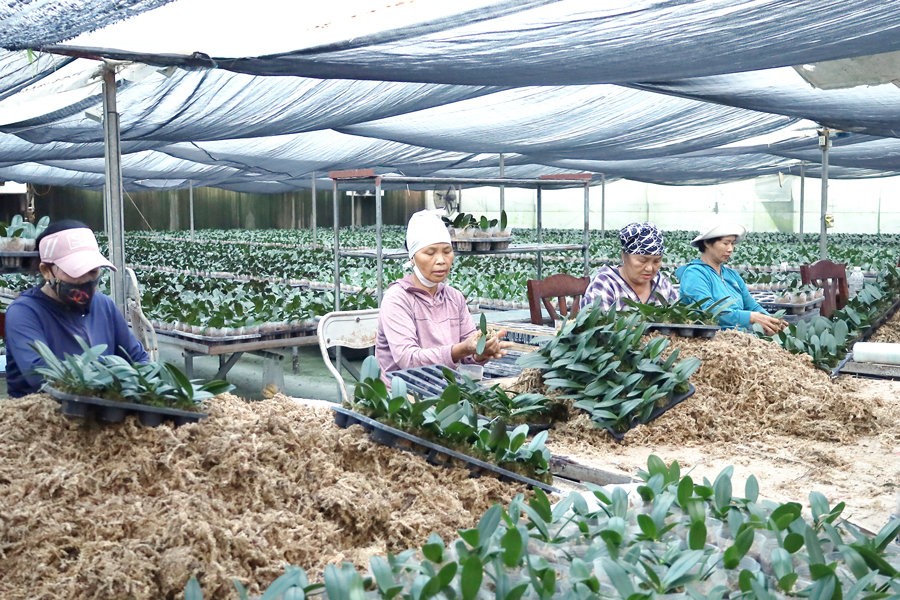 50% hợp tác xã nông nghiệp hướng tới liên kết doanh nghiệp vào năm 2030