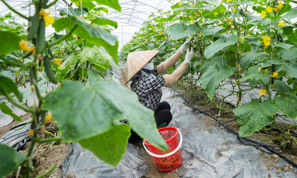 Bắc Ninh hướng tới 100% mô hình nông nghiệp công nghệ cao gắn chuỗi giá trị