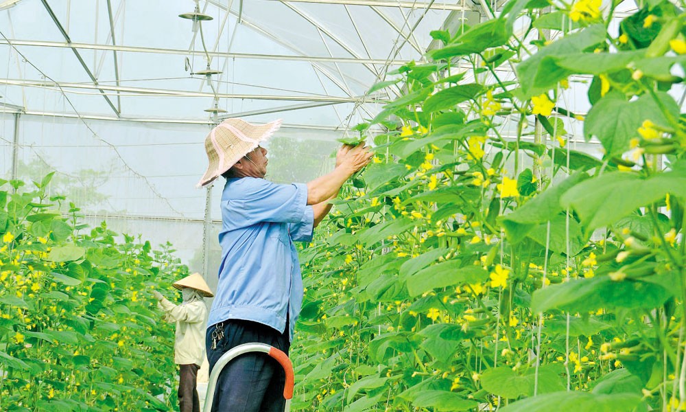 Bắc Ninh hướng tới 100% mô hình nông nghiệp công nghệ cao gắn chuỗi giá trị