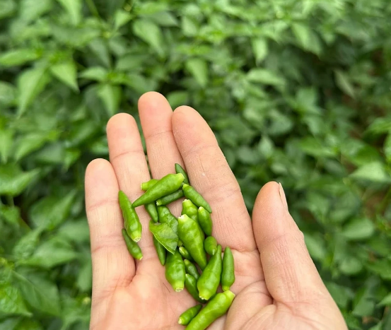 Từ vị cay của ớt núi Rẽ Vơng đến sản phẩm OCOP Phú Lương