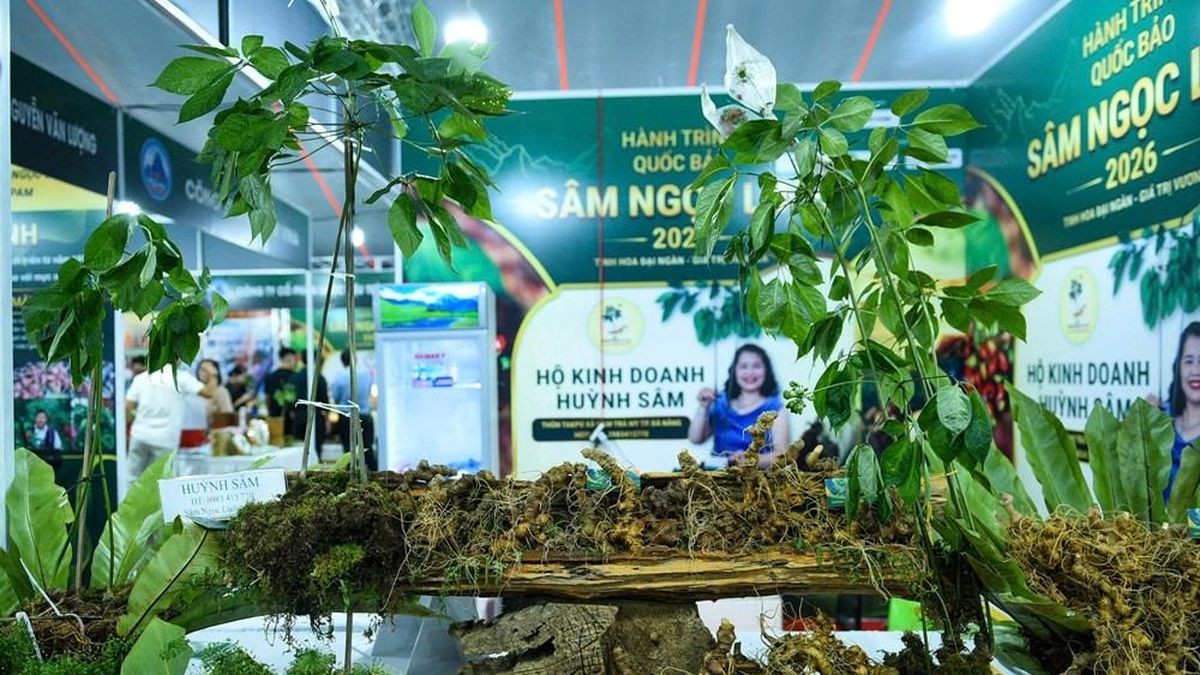 Sâm Ngọc Linh được đưa lên sàn OCOP