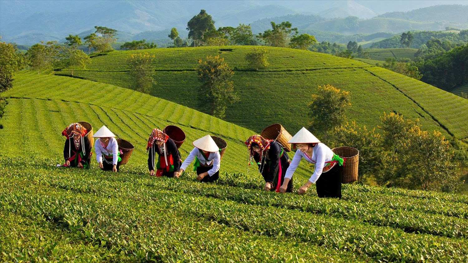 Phú Thọ gắn sản phẩm OCOP với trải nghiệm du lịch