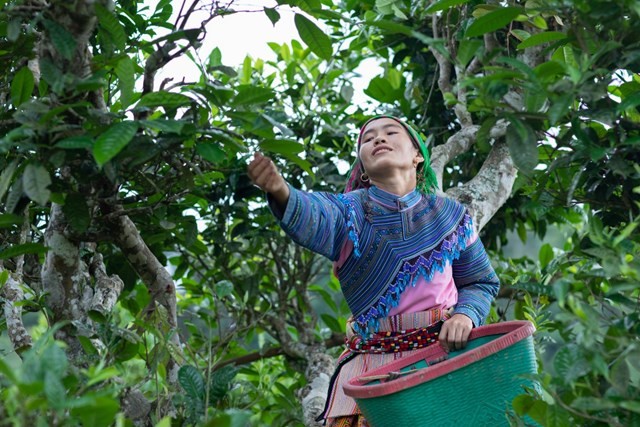 Festival Trà Shan tuyết Lào Cai 2026 mở thêm cơ hội quảng bá và kết nối thị trường
