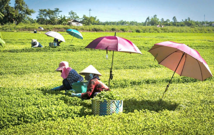 Huế tập trung sản phẩm chủ lực, nâng tầm OCOP Huế tập trung sản phẩm chủ lực, nâng tầm OCOP