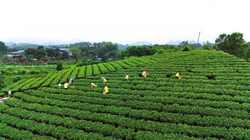Nhắc đến xứ Thái Nguyên, người ta nhớ ngay hương vị mộc mạc mà tinh tế của những đồi chè xanh mướt quanh năm