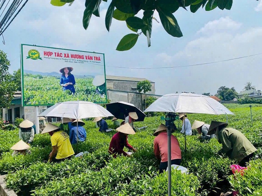 Đội ngũ nhân công, thành viên HTX Hương Vân Trà miệt mài chăm sóc, thu hái tại vùng nguyên liệu chè