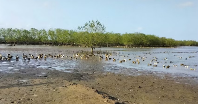 Vịt biển Đông Xuyên và hành trình trở thành sản phẩm OCOP vùng ven biển Vịt biển Đông Xuyên và hành trình trở thành sản phẩm OCOP vùng ven biển