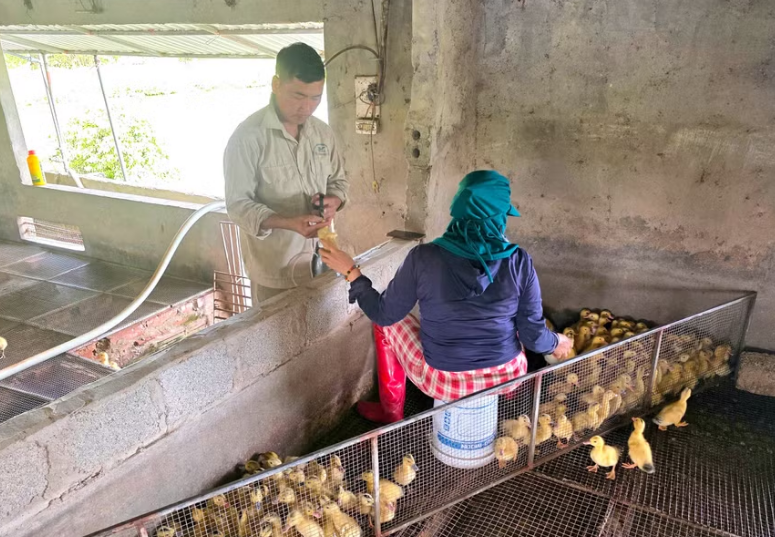 Vịt biển Đông Xuyên và hành trình trở thành sản phẩm OCOP vùng ven biển Vịt biển Đông Xuyên và hành trình trở thành sản phẩm OCOP vùng ven biển